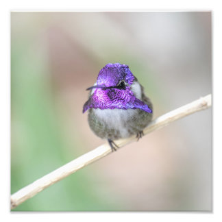 Foto El colibrí de Costa