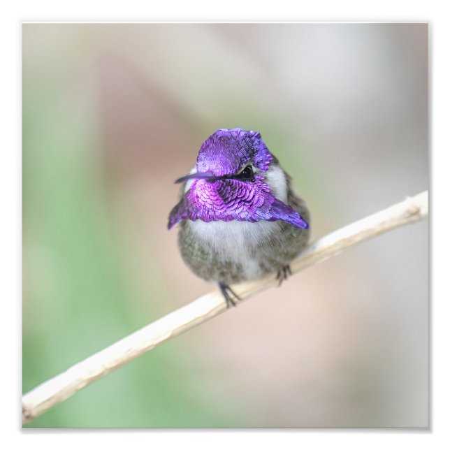 Foto El colibrí de Costa (Frente)
