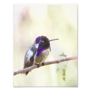 Foto El colibrí en una rama