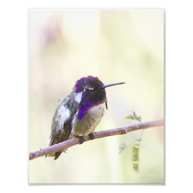 Foto El colibrí en una rama (Frente)