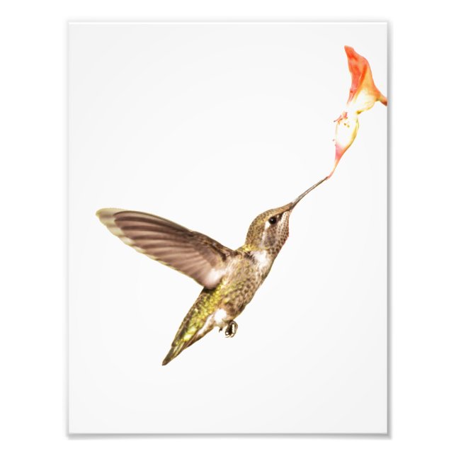 Foto El colibrí y la flor (Frente)