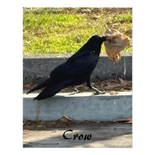 Foto El cuervo