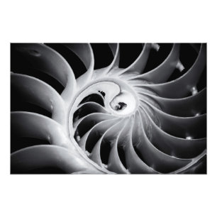 Foto El diseño de la naturaleza