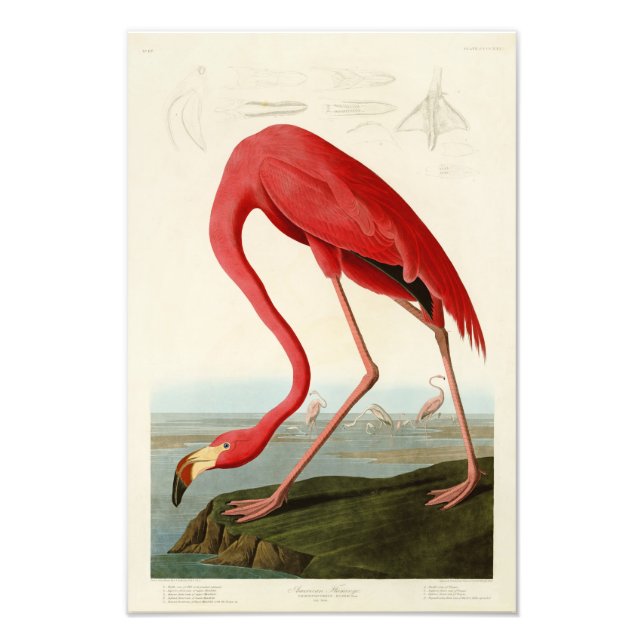 Foto El flamenco norteamericano John Audubon Birds of A (Frente)