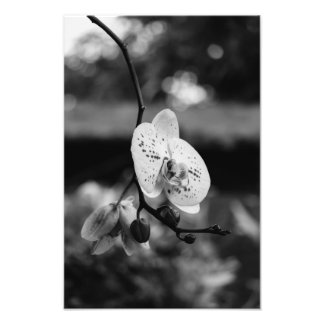 Foto El florecimiento de Orquídea (B&W)
