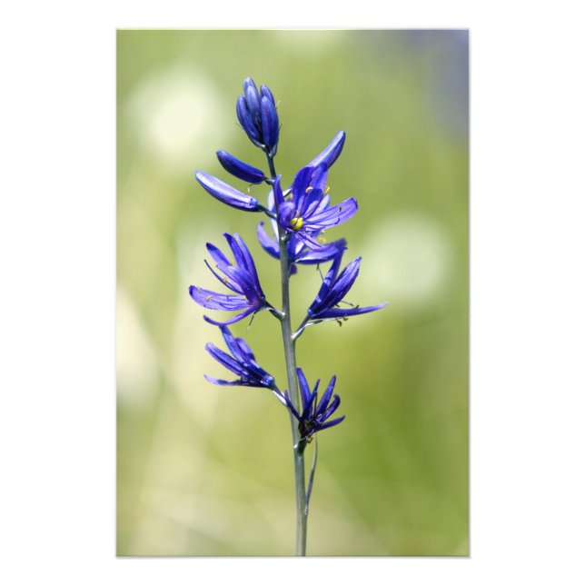 Foto El florecimiento de una lily en el condado de Vall (Frente)