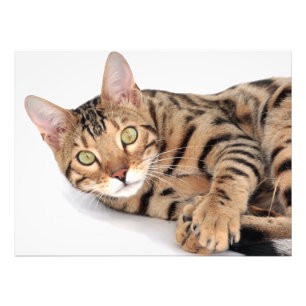 Foto El gato bengalí tirado