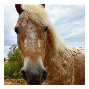 Foto "El hurto del azúcar: la gracia de los Appaloosa"