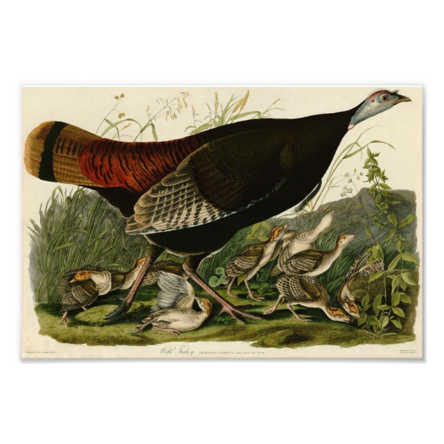 Foto El Ilustracion Audubon de época salvaje Turquía (Frente)