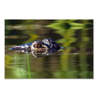 Foto El lagarto bajo el agua