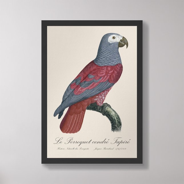 Foto El loro ceniciento tapir (Subido por el creador)