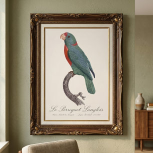 Foto El loro Langlois de Jacques Barraband