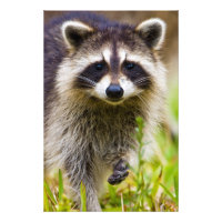 El mapache, Procyon lotor