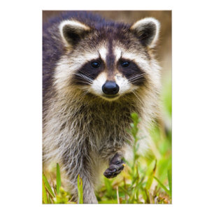 Foto El mapache, Procyon lotor