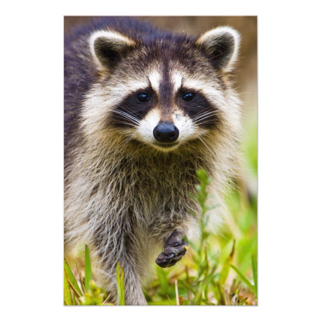 Foto El mapache, Procyon lotor (Frente)