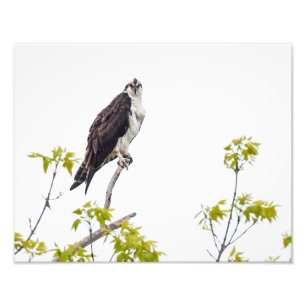 Foto El mirar fijamente Osprey