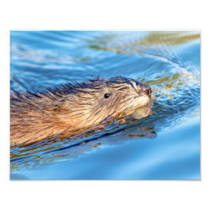 Foto el Muskrat 14x11 en Vassar cultiva el coto