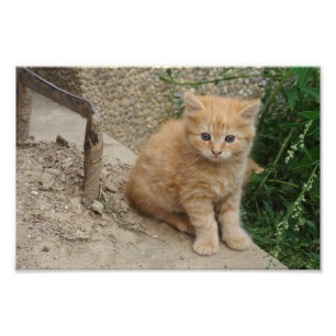 Foto El Naranja Tabby Kitten