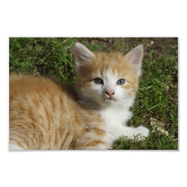 Foto El Naranja Tabby Kitten (Frente)