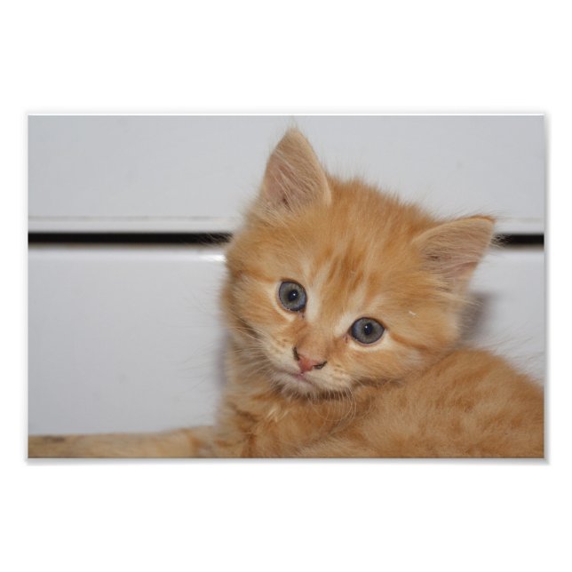 Foto El Naranja Tabby Kitten (Frente)