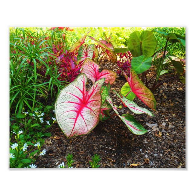 Foto El oído del elefante (Frente)