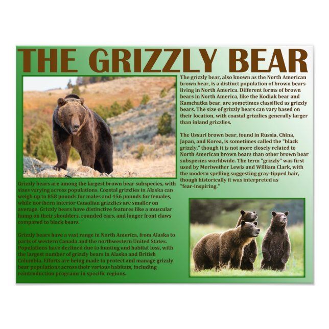 Foto El oso pardo (Frente)