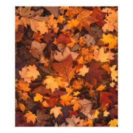 Foto el otoño