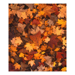 Foto el otoño