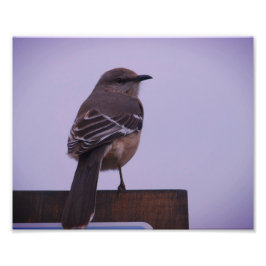 Foto El pájaro de la canción de Mockingbird