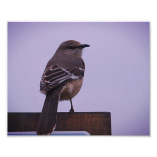 Foto El pájaro de la canción de Mockingbird