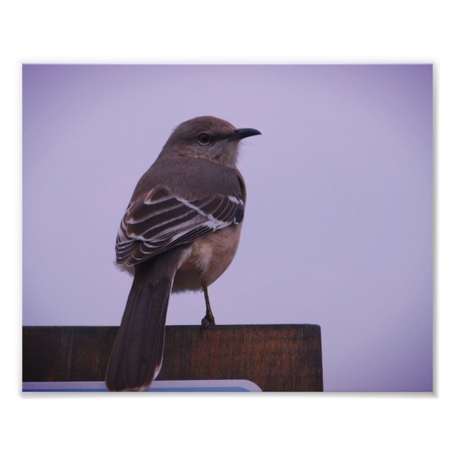 Foto El pájaro de la canción de Mockingbird (Frente)