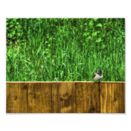 Foto El pájaro Fluffy