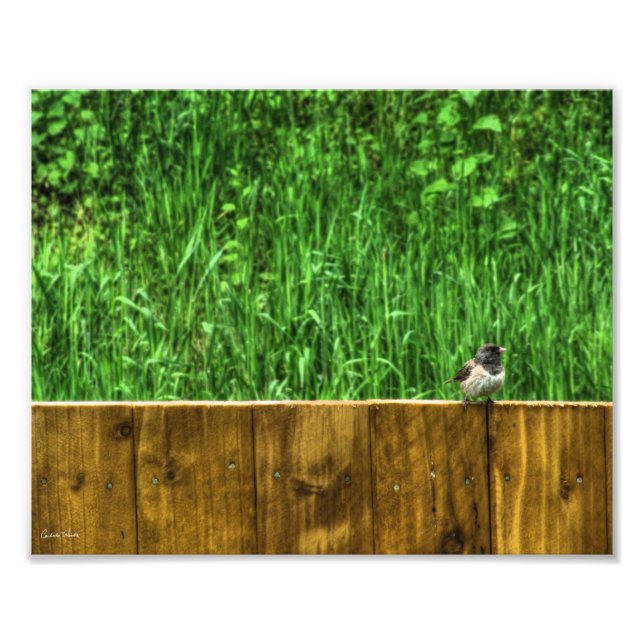 Foto El pájaro Fluffy (Frente)