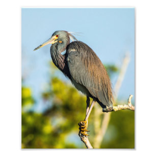 Foto El pájaro perfecciona el favorable papel de la