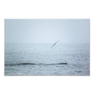 Foto El pájaro que despertó a las ballenas