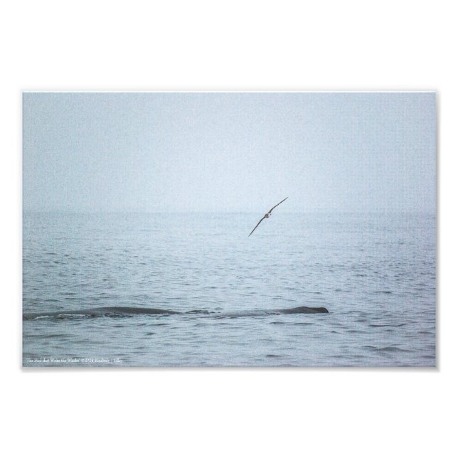 Foto El pájaro que despertó a las ballenas (Frente)