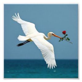 Foto El pájaro que viaja