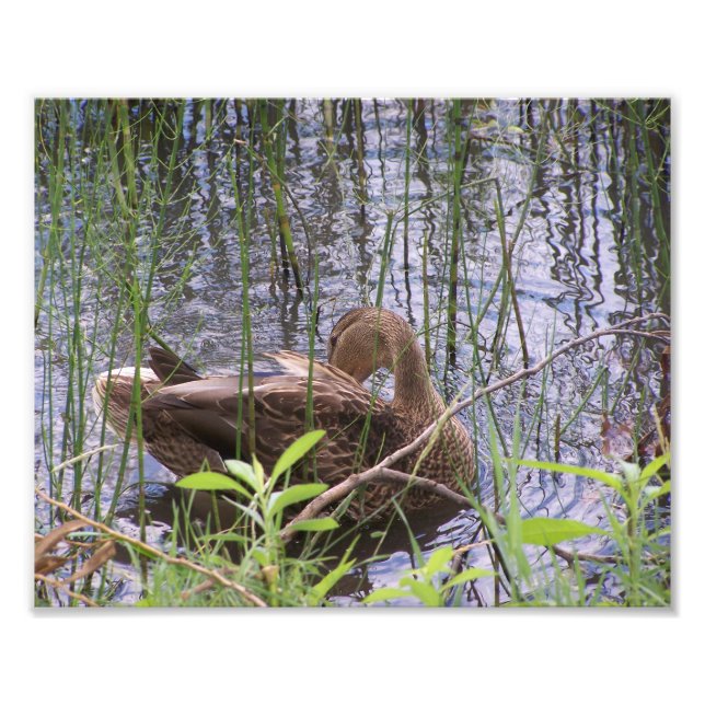 Foto El Pato Predeciente Entre Los Rúsculos. (Frente)