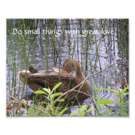 Foto El Pato Predeciente Entre Los Rúsculos.