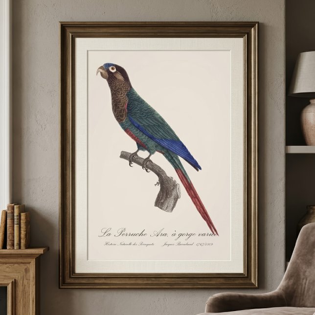 Foto El perico pintado, Pyrrhura Picta (The Painted Parakeet, Pyrrhura Picta. Photo Print)