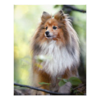 El perro pastor Shetland Sheltie perro pequeño en 