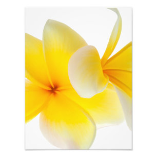 Foto El Plumeria florece el Frangipani amarillo blanco