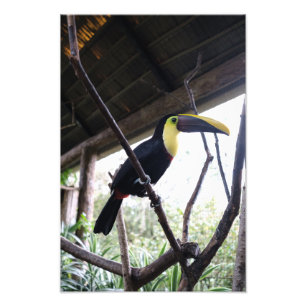Foto El post de Toucan