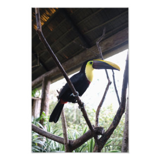 Foto El post de Toucan