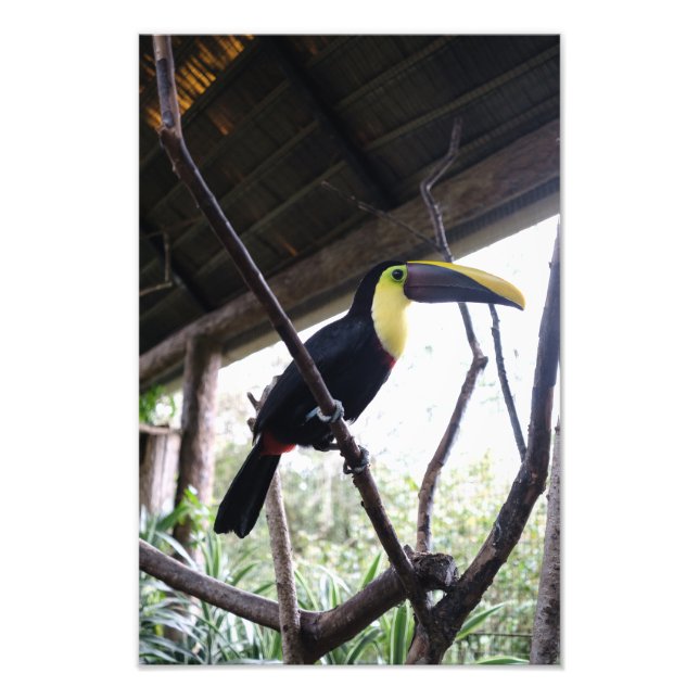 Foto El post de Toucan (Frente)