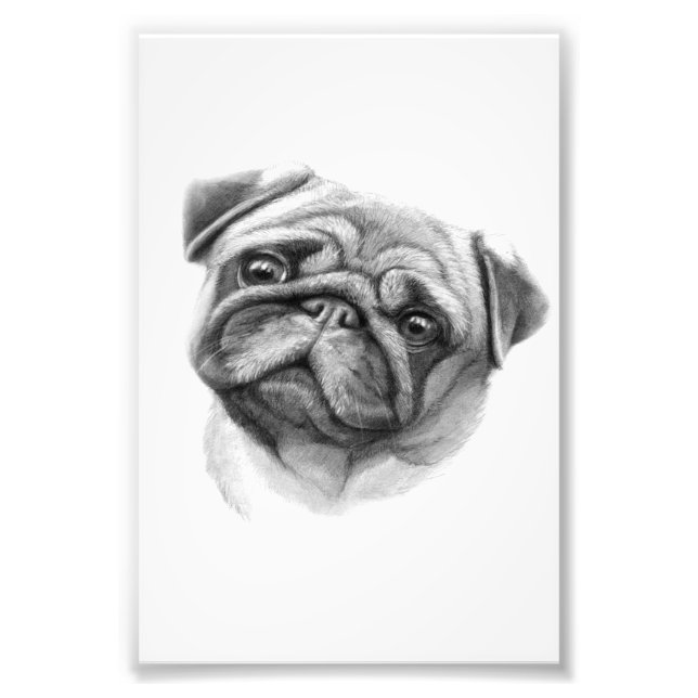 Foto El retrato de Pug | Cara de perro de cerdo (Frente)