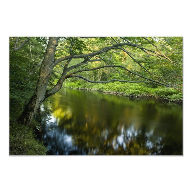 Foto El río Taunton en Bridgewater, (Frente)