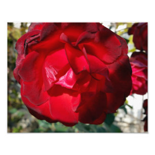 Foto El rojo del otoño