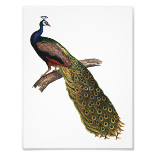 Foto El simbolismo del pavo real