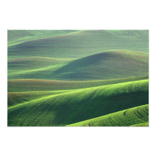 Foto El trigo brota en las colinas de Palouse